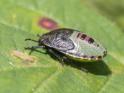 Piezodorus lituratus (Gorse Shieldbug).jpg